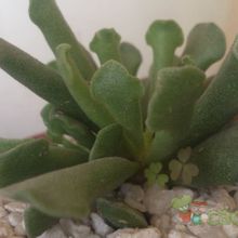 Una foto de Adromischus cristatus var. clavifolius