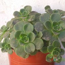 A photo of Aeonium haworthii