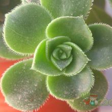 A photo of Aeonium haworthii