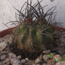 Una foto de Eriosyce subgibbosa ssp. clavata
