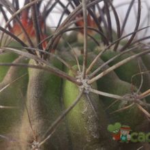 Una foto de Eriosyce subgibbosa ssp. clavata