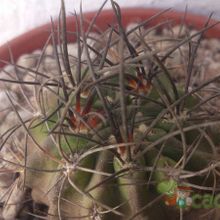 Una foto de Eriosyce subgibbosa ssp. clavata