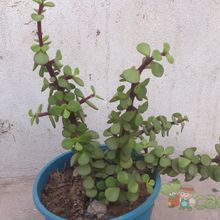 A photo of Portulacaria afra