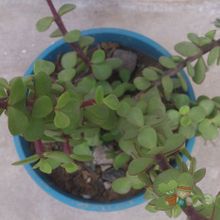 A photo of Portulacaria afra