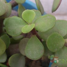 A photo of Portulacaria afra
