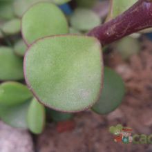 A photo of Portulacaria afra