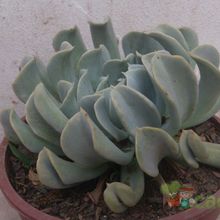 A photo of Echeveria runyonii cv. Topsy turvy 