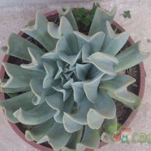 A photo of Echeveria runyonii cv. Topsy turvy 