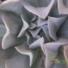 A photo of Echeveria runyonii cv. Topsy turvy 