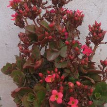 A photo of Kalanchoe blossfeldiana