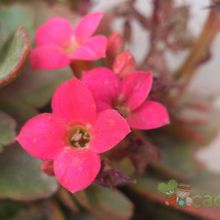 A photo of Kalanchoe blossfeldiana