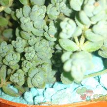 Una foto de Sedum dasyphyllum