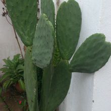 A photo of Opuntia ficus-indica