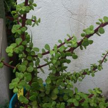 A photo of Portulacaria afra