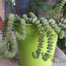 A photo of Crassula rupestris ssp. marnieriana