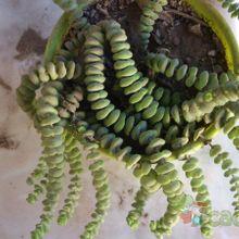 A photo of Crassula rupestris ssp. marnieriana