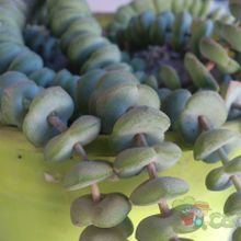 A photo of Crassula rupestris ssp. marnieriana