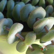 A photo of Crassula rupestris ssp. marnieriana