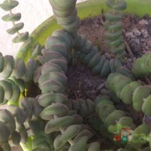 A photo of Crassula rupestris ssp. marnieriana