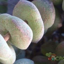 A photo of Crassula rupestris ssp. marnieriana