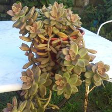 Una foto de Graptosedum cv. Bronze (Graptopetalum paraguayense x Sedum stahlii) (Hibrido)