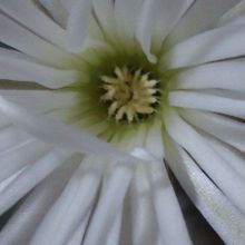 Una foto de Echinopsis mirabilis