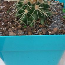 Una foto de Echinocactus grusonii