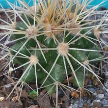 Una foto de Echinocactus grusonii