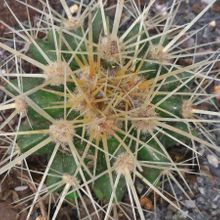 Una foto de Echinocactus grusonii