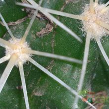 Una foto de Echinocactus grusonii
