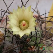 Una foto de Eriosyce subgibbosa ssp. clavata