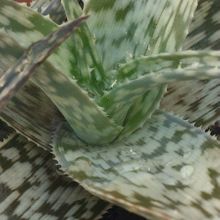A photo of Aloe rauhii
