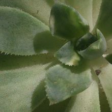 Una foto de Aeonium castello-paivae fma. variegada