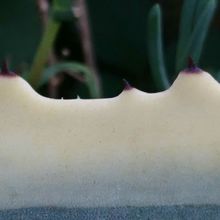 A photo of Agave americana var. marginata