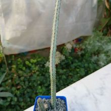Una foto de Cereus spegazzinii