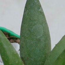 Una foto de Adromischus filicaulis subsp. marlothii