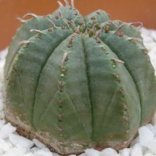 Una foto de Euphorbia meloformis