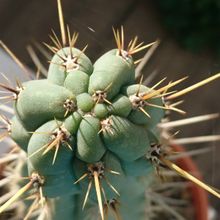 A photo of Echinopsis cuzcoensis