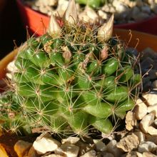 A photo of Mammillaria crinita ssp crinita