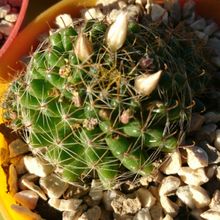 A photo of Mammillaria crinita ssp crinita