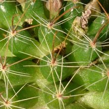 A photo of Mammillaria crinita ssp crinita