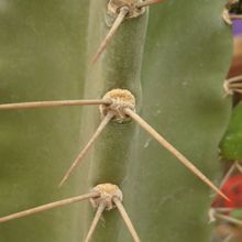 A photo of Cereus argentinensis