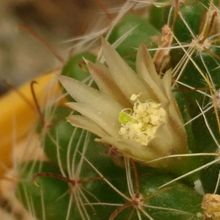 A photo of Mammillaria crinita ssp crinita