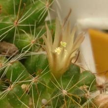 A photo of Mammillaria crinita ssp crinita