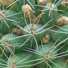 A photo of Mammillaria crinita ssp crinita
