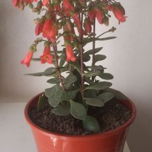 A photo of Bryophyllum manginii