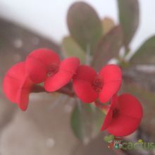 A photo of Euphorbia milii var. milii