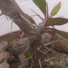 A photo of Euphorbia milii var. milii
