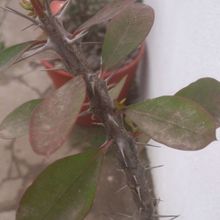 A photo of Euphorbia milii var. milii