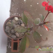 A photo of Euphorbia milii var. milii
